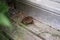 Huge frog sitting on house staircase