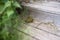 Huge frog sitting on house staircase