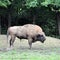 Huge furry American Bison. Horned buffalo. One Bison. One buffa