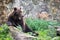 Huge furry brown bear with open mouth