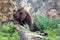 Huge furry brown bear sleeping on a log