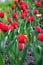 A huge garden with beautiful lush red tulips on a high massive green leg