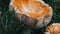 Huge giant mushroom in grass close up view. Autumn October harvest of mushrooms