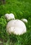 Huge Giant puffball mushrooms growing in the meadow. Edible and medicinal fungus.