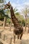 Huge giraffe walking in zoopark