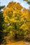 Huge gold oak tree at late autumn in Bratislava park