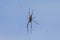 Huge Golden Silk Orb weaver spider hanging from its web with oth