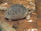 Huge Gopher Tortoise on The Ground