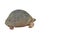 Huge Gopher Tortoise Isolated on White Background, Clipping Path