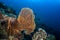 Huge Gorgonian Sea Fan on a tropical coral reef in Andaman sea