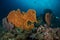 Huge Gorgonian Sea Fan on a tropical coral reef in Andaman sea