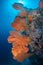 Huge Gorgonian Sea Fans on a tropical coral reef in Andaman sea