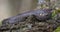 Huge Grass snake laying ringed on tree lichen covered snag while it molts with blue colored eye