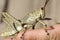 Huge Grasshopper, desert locust, sitting on hand in Africa