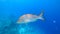 A huge gray tropical fish that swims on the background of the seabed