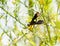 A Huge Great Black Wasp Sphex pensylvanicus Perched on a Flowering Yellow Plant in Northern Colorado