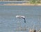 A huge Great Blue Heron flying over some water showing his huge wing span.