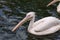 Huge Great white pelican or pink pelican swimming in the lake, the bird is listed in the red book, close-up, ornithology or bird