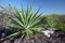 Huge green agave