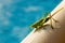 A huge green grasshopper closeup