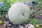 A huge green grey pumpkin in the suburban area.