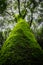 A huge green humid tree in the rainforest