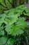 Huge green leaves of Butterbur Petasitres in a forest