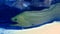 Huge green moray eel, gymnothorax funebris