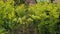 Huge green plantation of grapes near house, family farming business, winemaking