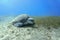 Huge Green sea turtle on the seagrass