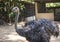 Huge grey ostrich bird in the zoo