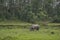 Huge grey rhino eating grass in the field near forest