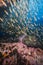 Huge group of anchovy fishes swimming in deep blue sea covered with reefs