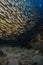 Huge group of anchovy fishes swimming in deep blue sea covered with reefs