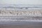 Huge group of seagulls on beach Wijk aan Zee