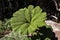 Huge gunnera leaf in the vicinity of the Poas volcano in the Alajuela region, Costa Rica