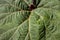 Huge gunnera leaf in the vicinity of the Poas volcano in the Alajuela region, Costa Rica