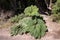 Huge gunnera in the vicinity of the Poas volcano in the Alajuela region, Costa Rica