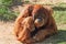 Huge hairy orangutan resting on the grass