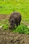 Huge hairy wild boar walking on green grass