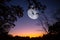 Huge half moon on a night twilight sky above a forest silhouette