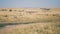 A Huge Herd Of African Zebras And Antelopes In The Savanna With High Dry Grass