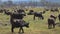 Huge Herd Of Buffalo In The Pasture In The African Wild