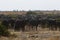 Huge herd of Cape Buffalo on Magadigadi Plains