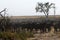 Huge herd of Cape Buffalo on Magadigadi Plains