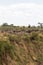 Huge herd of herbivores on the high bank. Kenya, Africa