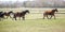 Huge herd of horses in the field. Belarusian draft horse breed. symbol of freedom and independence