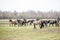 Huge herd of horses in the field. Belarusian draft horse breed. symbol of freedom and independence