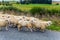 Huge herd of sheep is moving along the highway