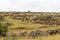 Huge herds of ungulates on the Masai Mara plains. Kenya, Africa